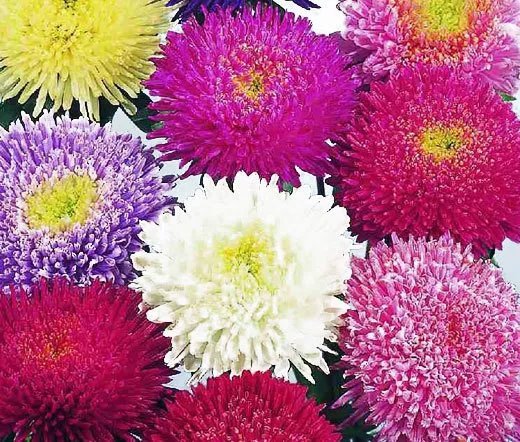 100 Bulk Seeds Melampodium Butter Daisy Melampodium Divaricatum