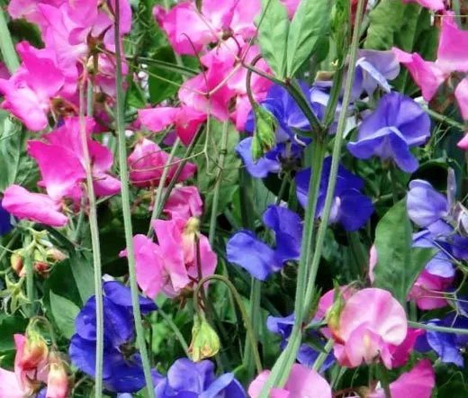 150,000 Bulk Seeds Creeping Thyme Ground Cover Thymus Serpyllum