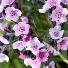 300 Bulk Seeds Hollyhock Indian Spring Mixed Colors Alcea Rosea