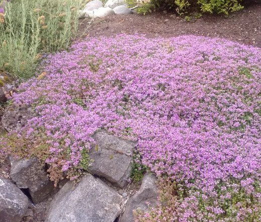 500 Bulk Seeds Daisy Painted Polar Star Chrysanthemum Carinatum