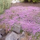500 Bulk Seeds Daisy Painted Polar Star Chrysanthemum Carinatum