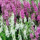 1,250 Bulk Seeds Cup Flower White Robe Nierembergia Hippomanica