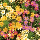 200 Bulk Seeds Carnation Grenadin Scarlet Dianthus Caryophyllus