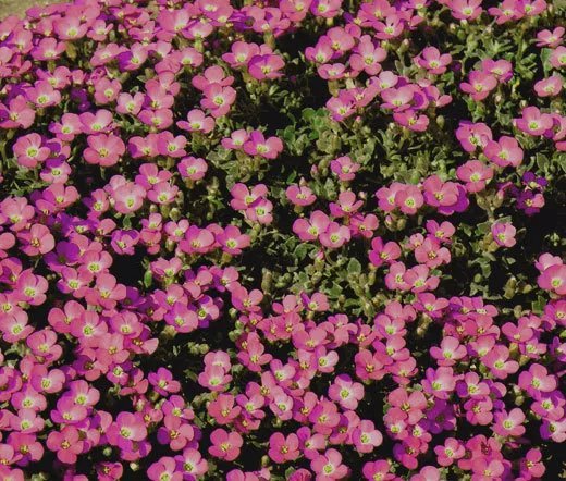 100 Bulk Seeds Bergenia Heartleaf Pigsqueak Bergenia Cordifolia