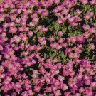 100 Bulk Seeds Bergenia Heartleaf Pigsqueak Bergenia Cordifolia