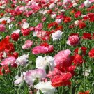 200 Bulk Seeds Ice Plant Pink Table Mountain Delosperma Cooperi