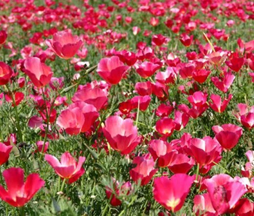 200 Bulk Seeds Aster Paeony Duchess Blue Callistephus Chinensis