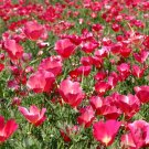 200 Bulk Seeds Aster Paeony Duchess Blue Callistephus Chinensis