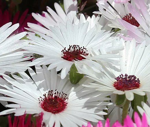 200 Bulk Seeds Aster Paeony Duchess Pink Callistephus Chinensis
