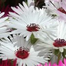 200 Bulk Seeds Aster Paeony Duchess Pink Callistephus Chinensis