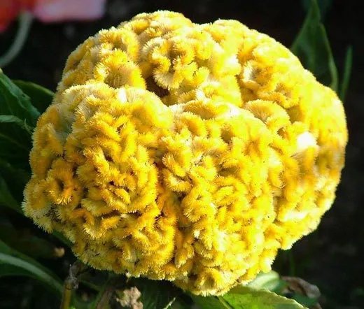 2,000 Bulk Seeds Calendula Pacific Beauty Calendula Officinalis