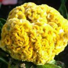2,000 Bulk Seeds Calendula Pacific Beauty Calendula Officinalis