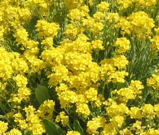 200 Bulk Seeds Aster Needle Unicum White Callistephus Chinensis