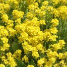 200 Bulk Seeds Aster Needle Unicum White Callistephus Chinensis