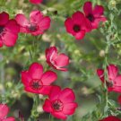 50 Bulk Seeds Pepper Hot Early Jalapeno Organic Capsicum Annuum