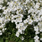 100 Seeds Aubrieta Rock Cress Royal Mix Aubrieta Usps Shipping