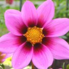 500 Seeds Cosmos Sensation Mix Cosmos Bipinnatus Usps Shipping