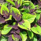 100 Seeds Alyssum Rosie O'Day Lobularia Maritima Usps Shipping