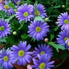 1,000 Bulk Seeds Lobelia Rosamond Lobelia Erinus Usps Shipping