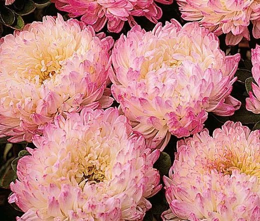 250 Bulk Seeds Periwinkle Dwarf Little Mix Catharanthus Roseus