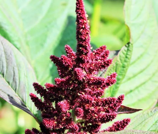 40 Bulk Seeds Pepper Sweet Red Marconi Organic Capsicum Annuum