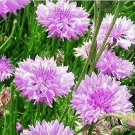50 Bulk Seeds New Zealand Flax Purple Phormium Tenax Purpureum