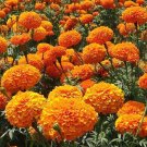 1,000 Bulk Seeds Cosmos Sulphur Orange Dwarf Cosmos Sulphureus