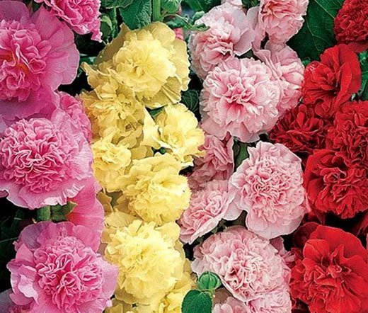 200 Bulk Seeds Begonia Tuberous Double Orange Begonia Tuberosa