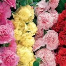 200 Bulk Seeds Begonia Tuberous Double Orange Begonia Tuberosa