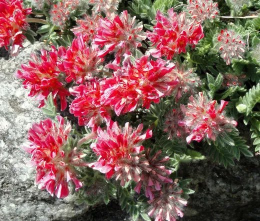 200 Bulk Seeds Aster Milady White Dwarf Callistephus Chinensis