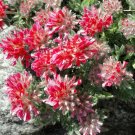200 Bulk Seeds Aster Milady White Dwarf Callistephus Chinensis