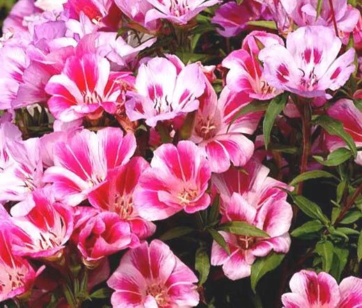 200 Bulk Seeds Aster Needle Unicum Rose Callistephus Chinensis