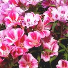200 Bulk Seeds Aster Needle Unicum Rose Callistephus Chinensis