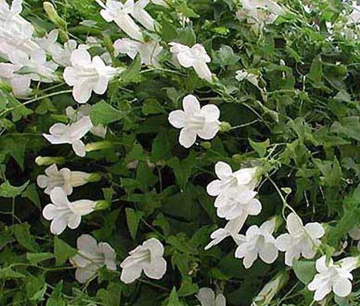 200 Bulk Seeds Begonia Tuberous Double Yellow Begonia Tuberosa