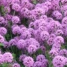 200 Bulk Seeds Cornflower Persian Perennial Centaurea Dealbata