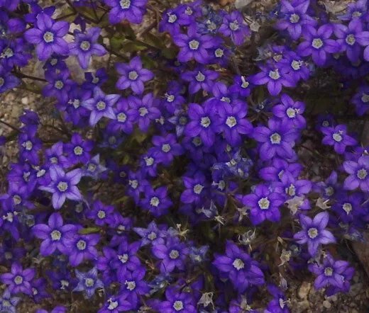 200 Bulk Seeds Aster Milady Lilac Dwarf Callistephus Chinensis