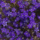 200 Bulk Seeds Aster Milady Lilac Dwarf Callistephus Chinensis