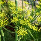 50,000 Bulk Seeds Flax Blue Annual Organic Linum Usitatissimum