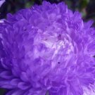 100 Seeds Cosmos Psyche White Cosmos Bipinnatus Usps Shipping