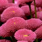 100 Seeds Amaranthus Yellow Amaranthus Tricolor Usps Shipping