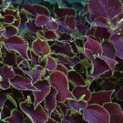 250 Seeds Cosmos Candy Stripe Cosmos Bipinnatus Usps Shipping