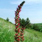 500 Bulk Seeds Cinquefoil Miss Willmott Potentilla Nepalensis