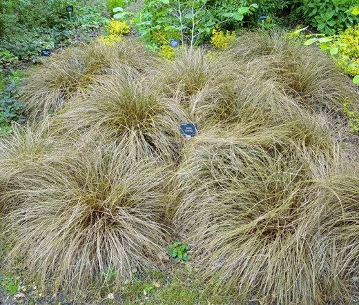 200 Bulk Seeds Carnation Chabaud Orange Dianthus Caryophyllus