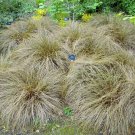 200 Bulk Seeds Carnation Chabaud Orange Dianthus Caryophyllus