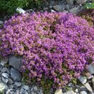 100 Bulk Seeds Spider Flower Violet Queen Cleome Hasslerianai