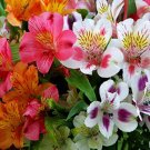 10,000 Bulk Seeds Love In A Mist Jewels Mix Nigella Damascena