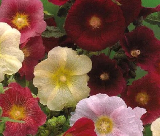 200 Bulk Seeds Carnation Grenadin Yellow Dianthus Caryophyllus