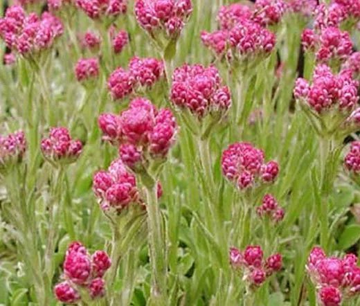 200 Bulk Seeds Carnation Grenadin White Dianthus Caryophyllus