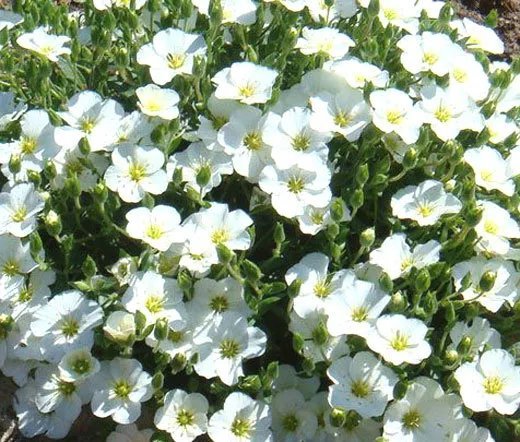 200 Bulk Seeds Aster Milady Blue Dwarf Callistephus Chinensis