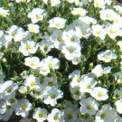 200 Bulk Seeds Aster Milady Blue Dwarf Callistephus Chinensis